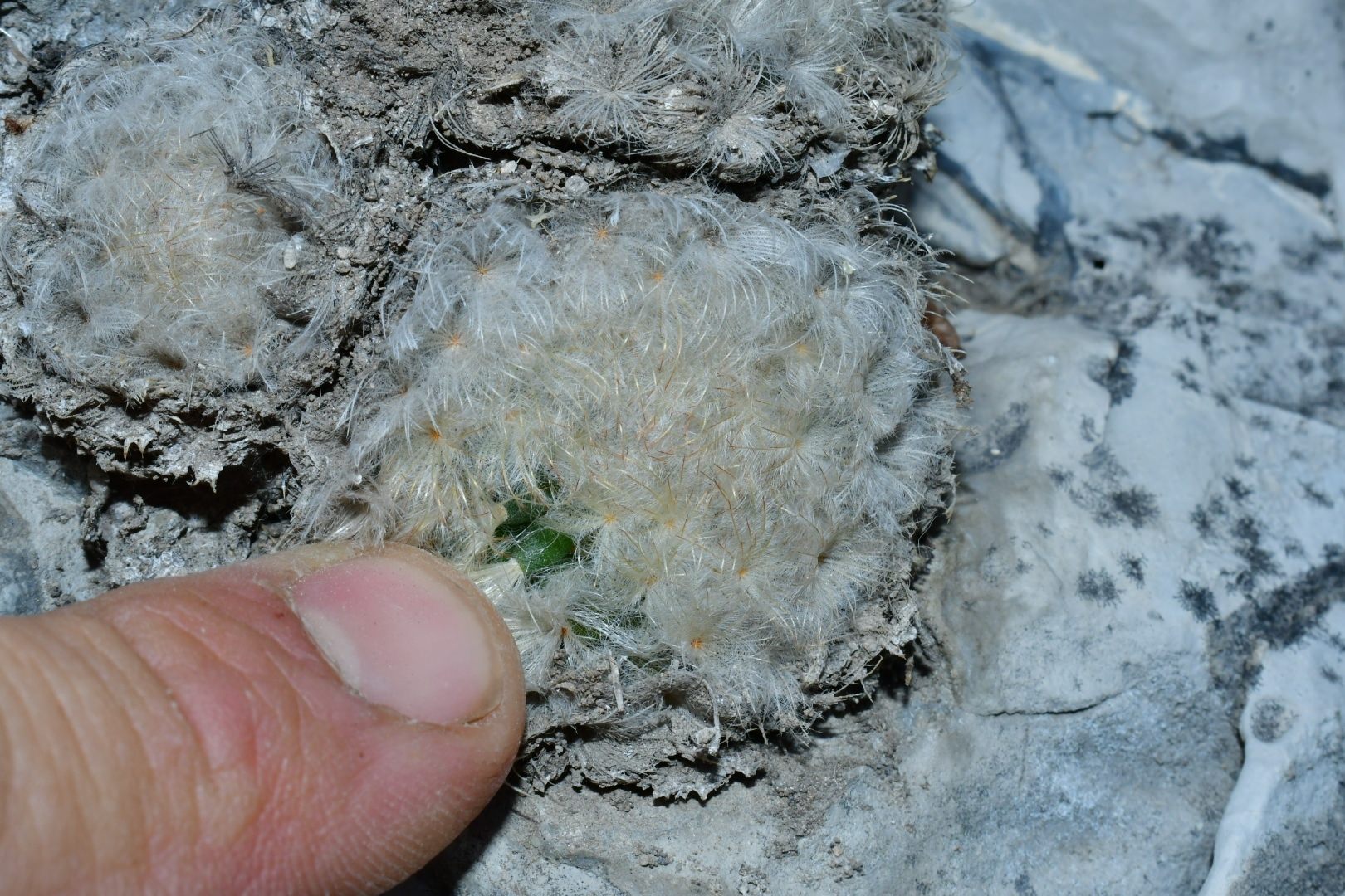 Mammillaria plumosa